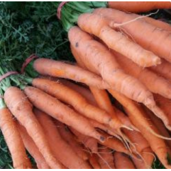 carottes fanes en botte...